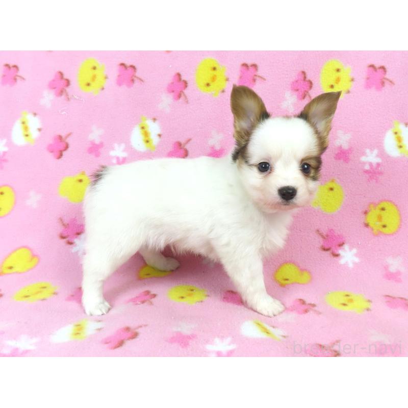 販売中の千葉県のパピヨン-434648の7枚目