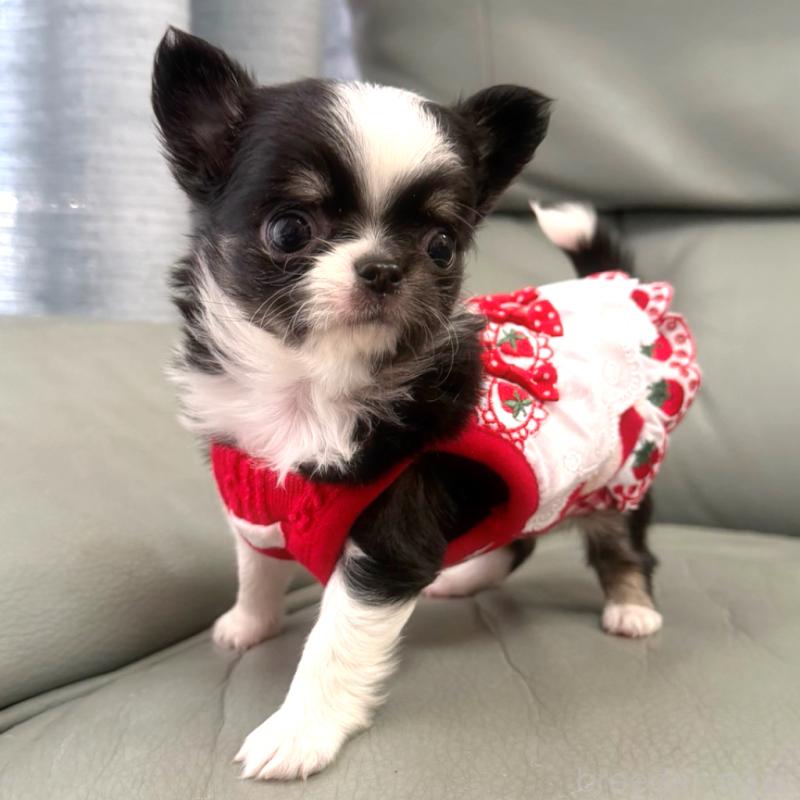 販売中の徳島県のチワワ(ロングコート)-440134の5枚目