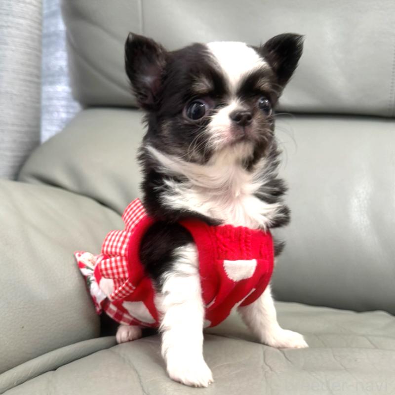 販売中の徳島県のチワワ(ロングコート)-440134の4枚目