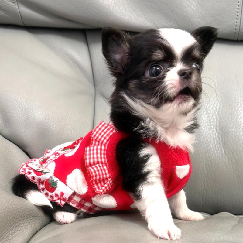 販売中の徳島県のチワワ(ロングコート)-440134の3枚目