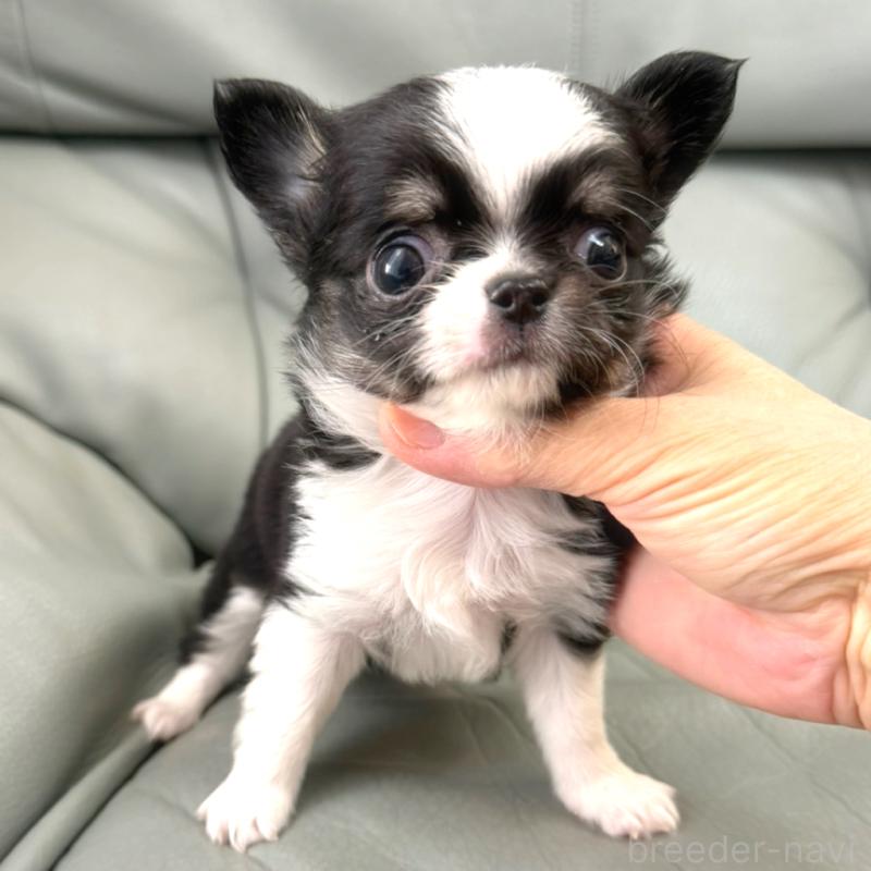 販売中の徳島県のチワワ(ロングコート)-440134の2枚目