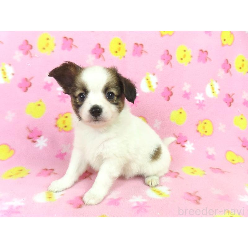 成約済の千葉県のパピヨン-434651の3枚目