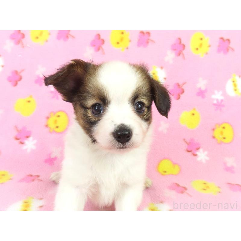 成約済の千葉県のパピヨン-434651の2枚目