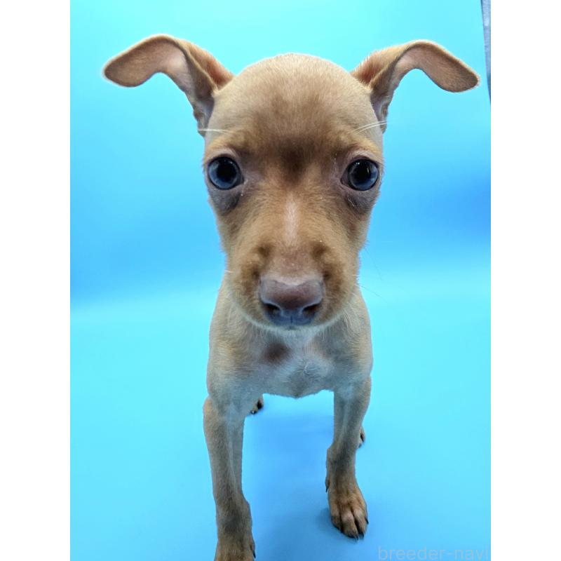 販売中の静岡県のミニチュアピンシャー(ミニピン)-440135の6枚目