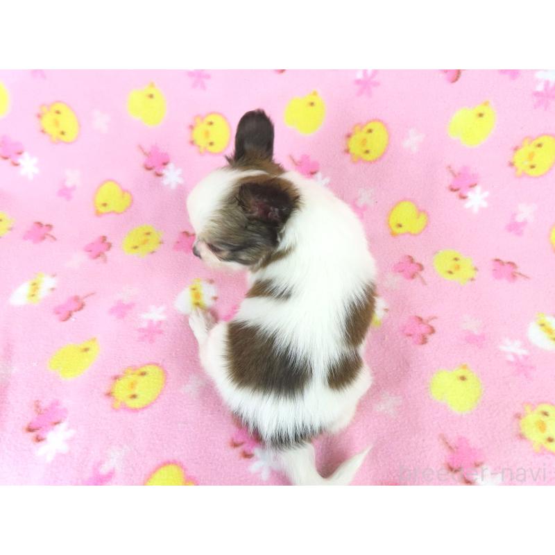 成約済の千葉県のパピヨン-434653の10枚目