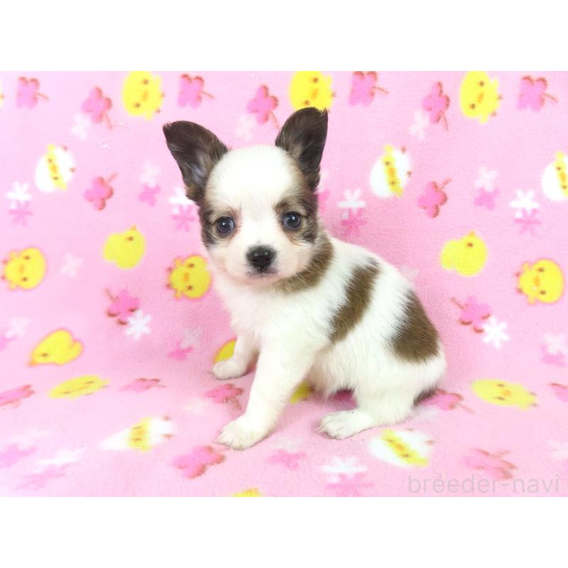 成約済の千葉県のパピヨン-434653の8枚目