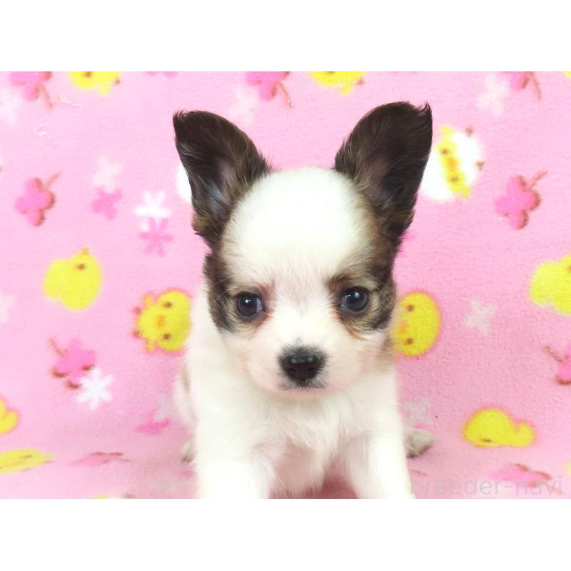 成約済の千葉県のパピヨン-434653の7枚目