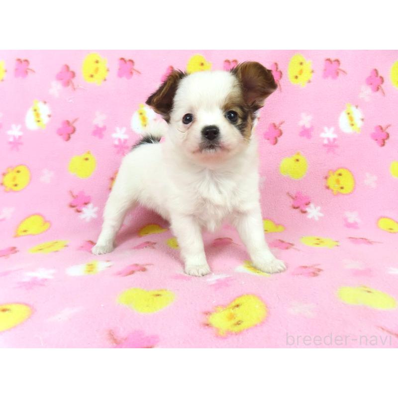 販売中の千葉県のパピヨン-434658の9枚目