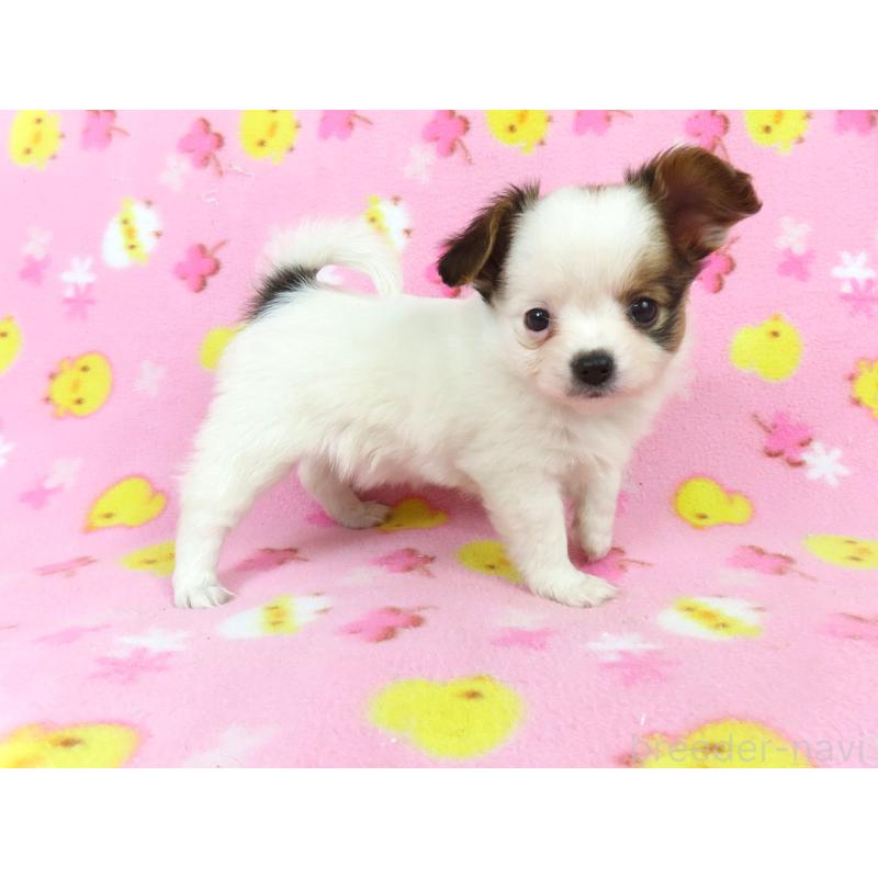 販売中の千葉県のパピヨン-434658の7枚目