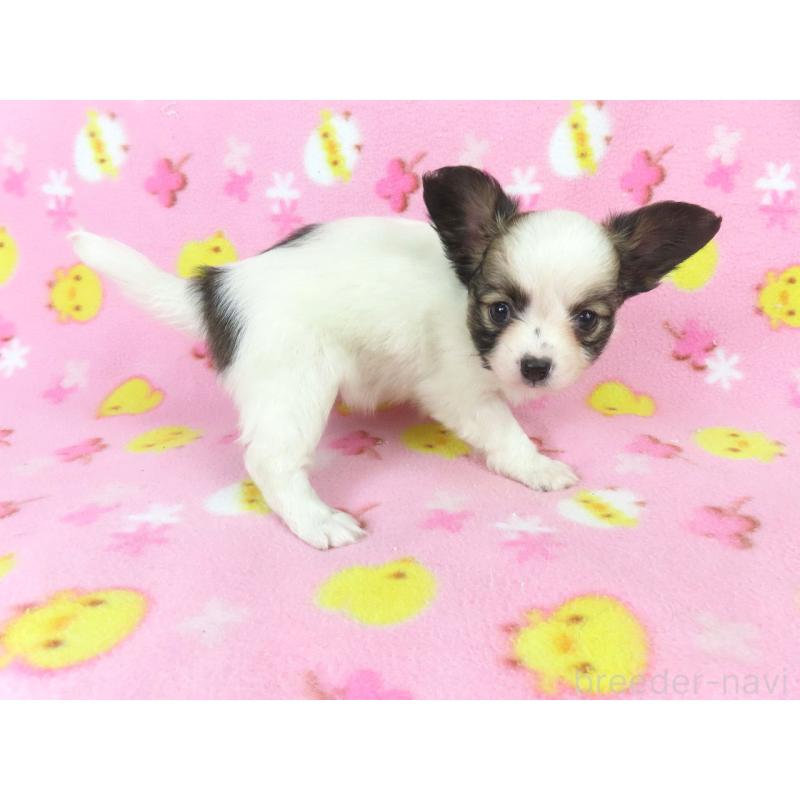 成約済の千葉県のパピヨン-434662の4枚目