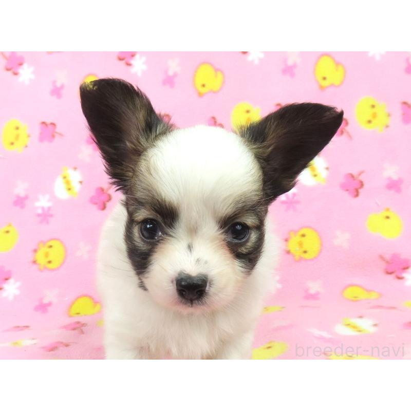 成約済の千葉県のパピヨン-434662の3枚目