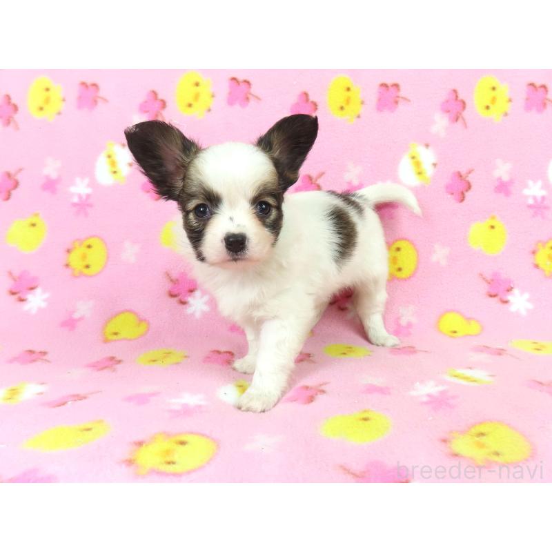 成約済の千葉県のパピヨン-434662の2枚目