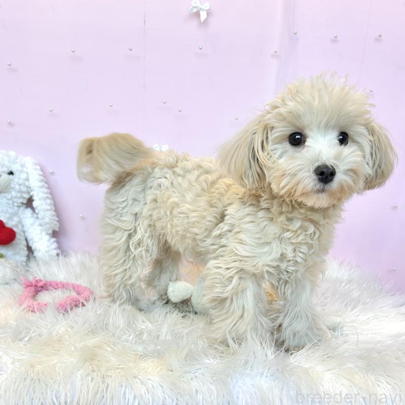 販売中の栃木県のマルプー:マルチーズ×トイプードル-416355の13枚目