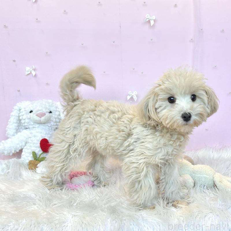 販売中の栃木県のマルプー:マルチーズ×トイプードル-416355の12枚目