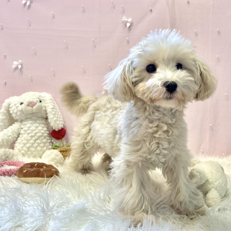 販売中の栃木県のマルプー:マルチーズ×トイプードル-416355の11枚目