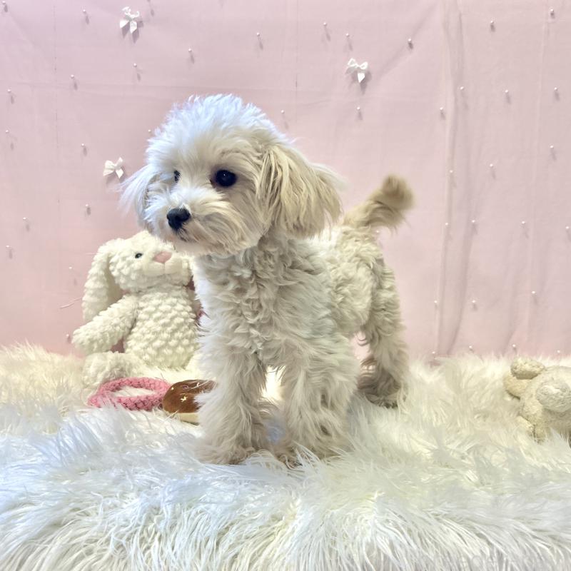 販売中の栃木県のマルプー:マルチーズ×トイプードル-416355の10枚目