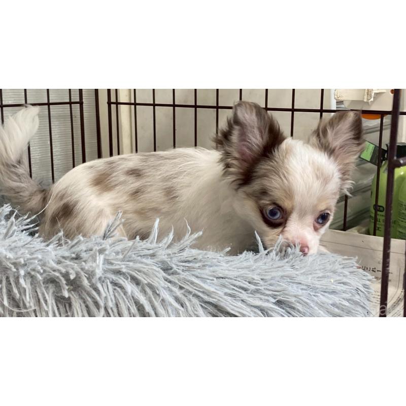 成約済の兵庫県のチワワ(ロングコート)-429553の9枚目