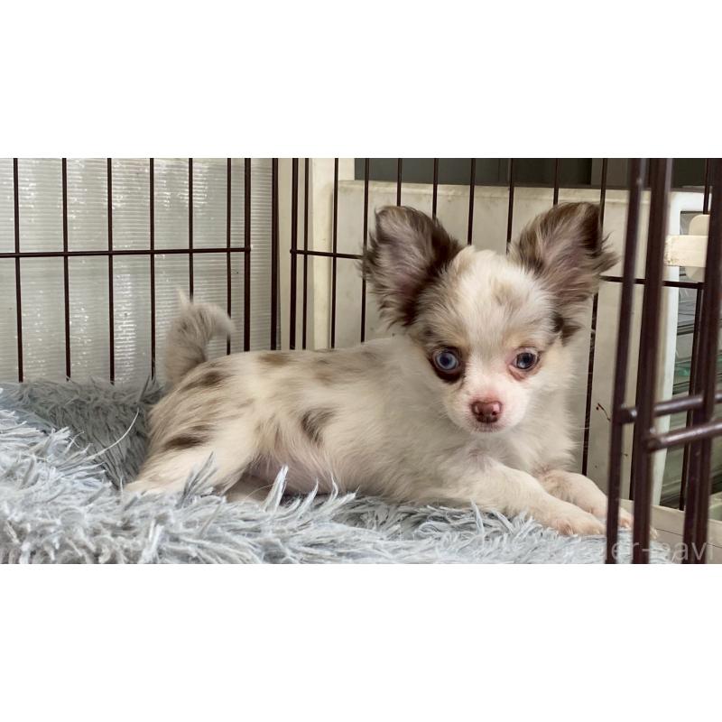 成約済の兵庫県のチワワ(ロングコート)-429553の8枚目