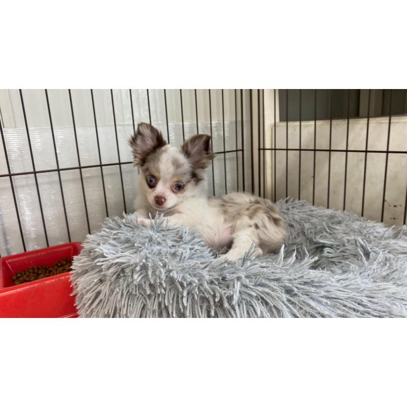 成約済の兵庫県のチワワ(ロングコート)-429553の7枚目