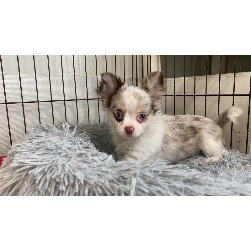 成約済の兵庫県のチワワ(ロングコート)-429553の6枚目