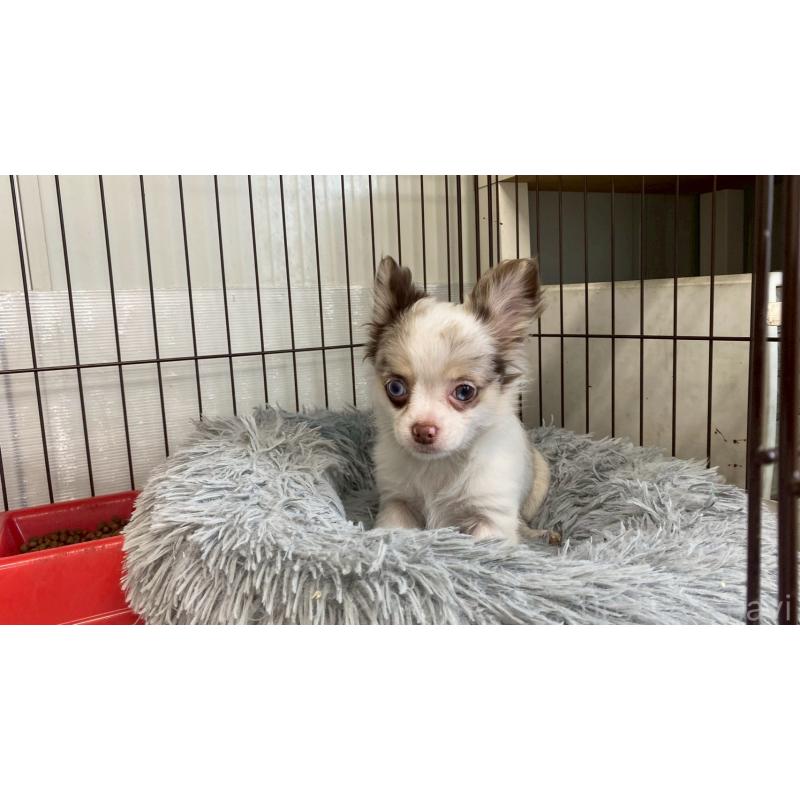 成約済の兵庫県のチワワ(ロングコート)-429553の5枚目