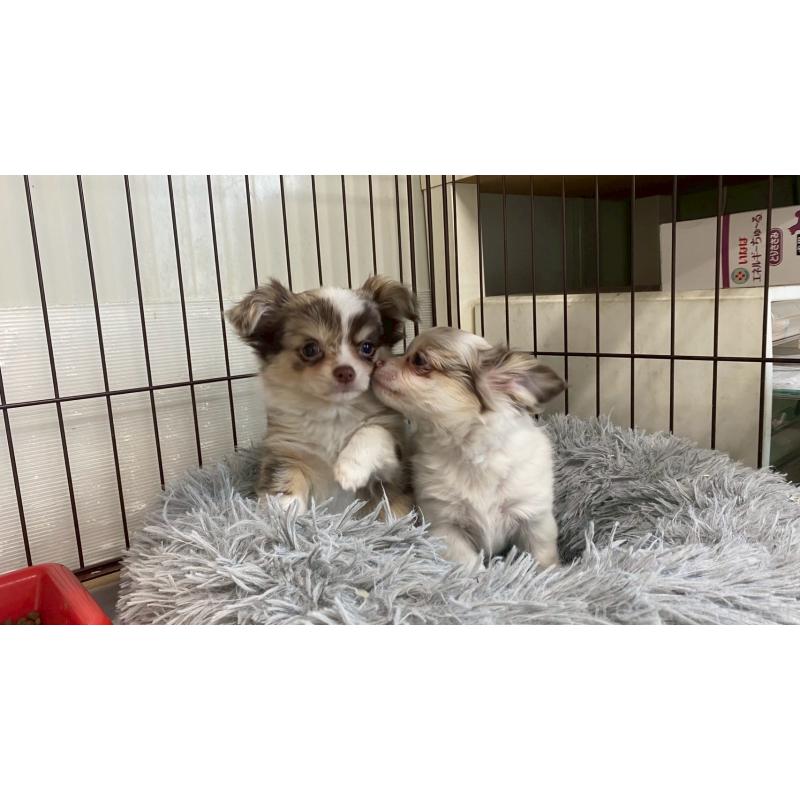 成約済の兵庫県のチワワ(ロングコート)-429553の3枚目