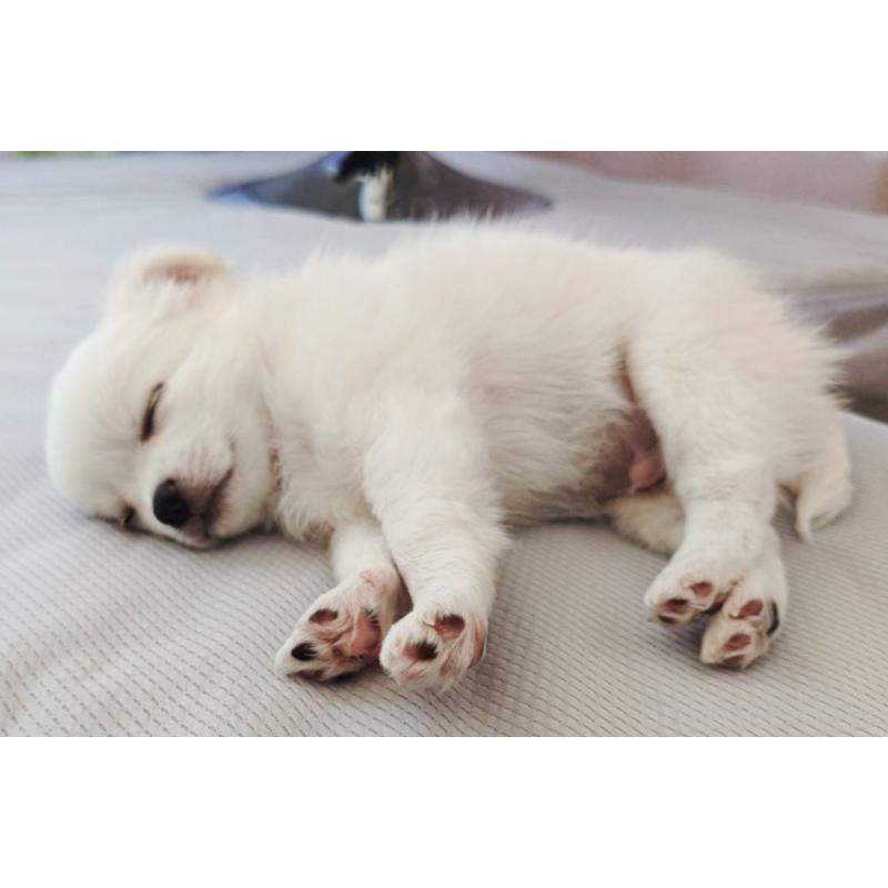 成約済の広島県のチワワ(ロングコート)-436791の9枚目