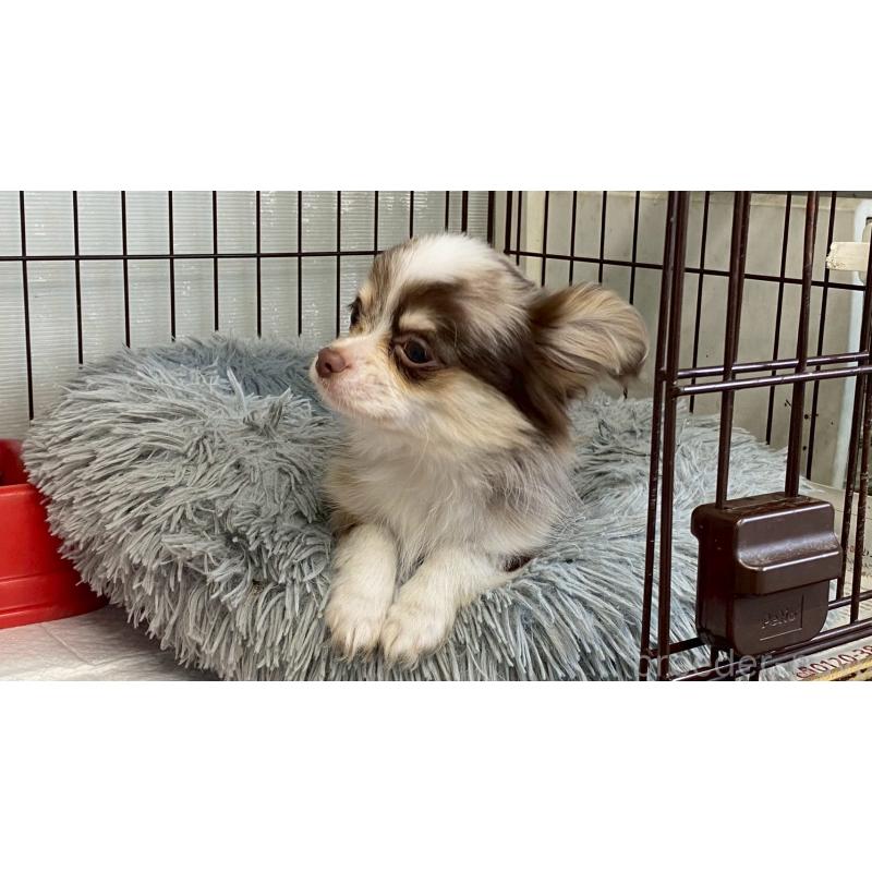 成約済の兵庫県のチワワ(ロングコート)-429549の13枚目