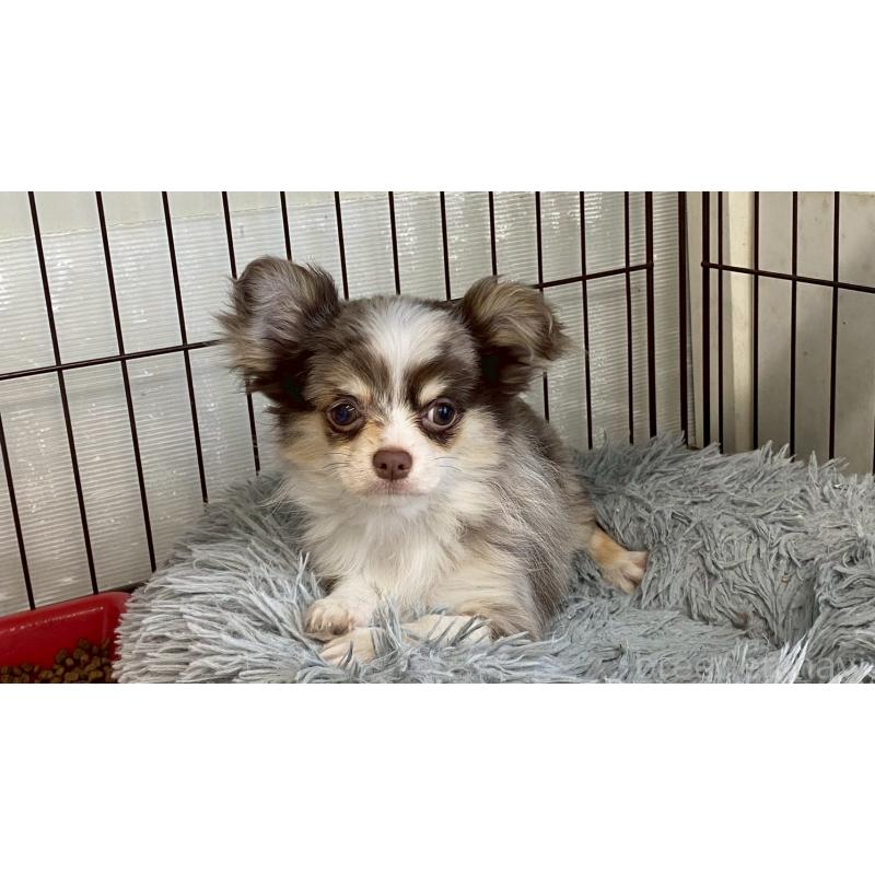 成約済の兵庫県のチワワ(ロングコート)-429549の11枚目