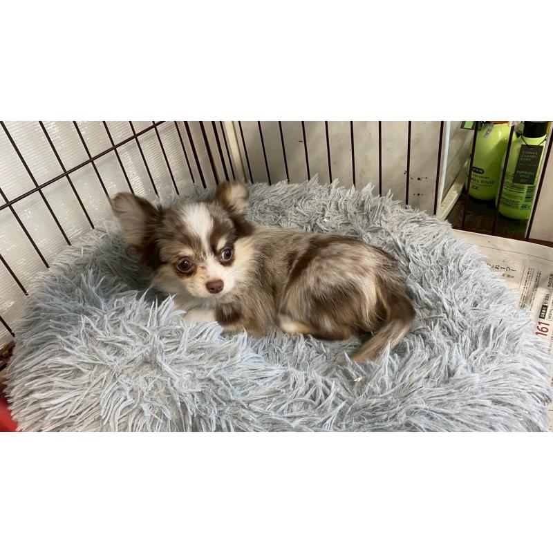 成約済の兵庫県のチワワ(ロングコート)-429549の9枚目