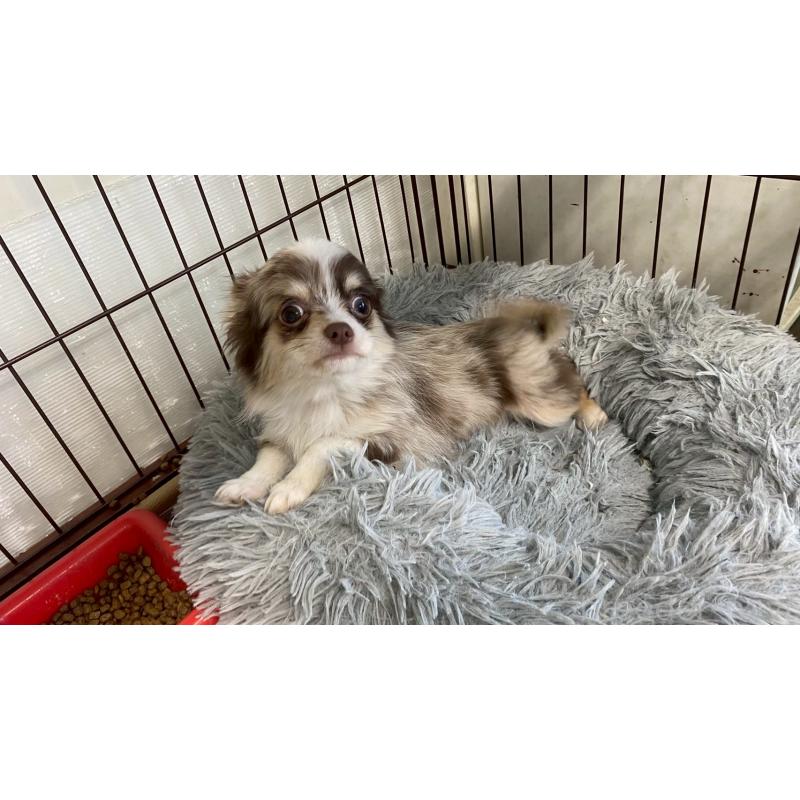 成約済の兵庫県のチワワ(ロングコート)-429549の8枚目