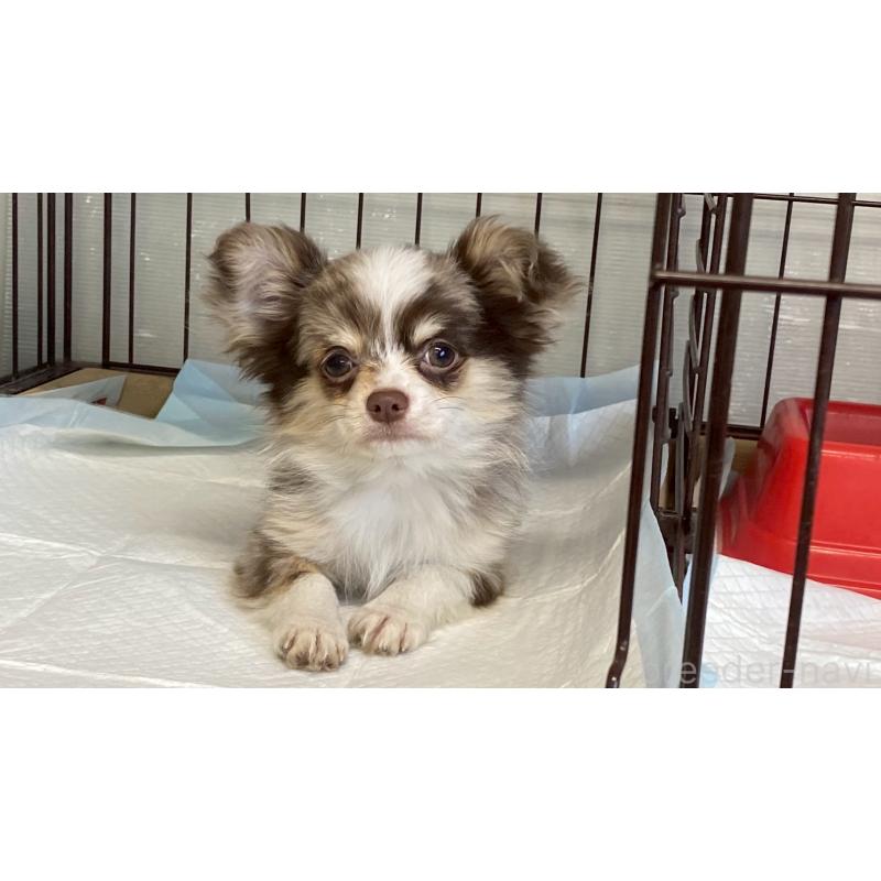 成約済の兵庫県のチワワ(ロングコート)-429549の7枚目