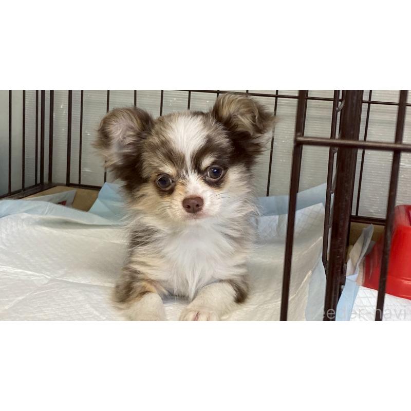 成約済の兵庫県のチワワ(ロングコート)-429549の6枚目