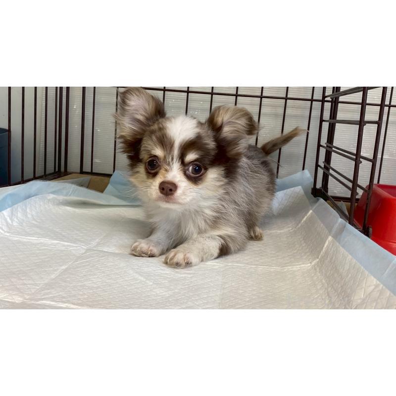 成約済の兵庫県のチワワ(ロングコート)-429549の5枚目