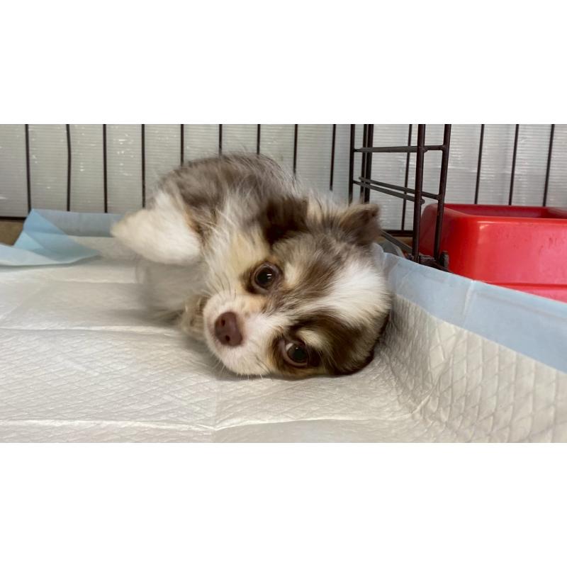 成約済の兵庫県のチワワ(ロングコート)-429549の4枚目