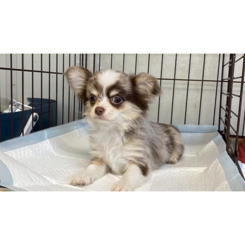 成約済の兵庫県のチワワ(ロングコート)-429549の3枚目