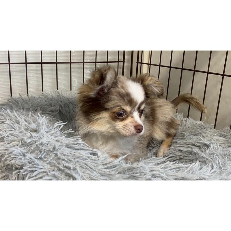 成約済の兵庫県のチワワ(ロングコート)-429549の2枚目