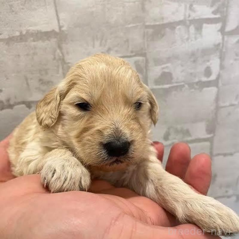 販売中の群馬県のゴールデンドゥードル:ゴールデンレトリーバー×プードル-440137の6枚目