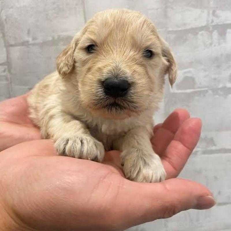 販売中の群馬県のゴールデンドゥードル:ゴールデンレトリーバー×プードル-440137の5枚目