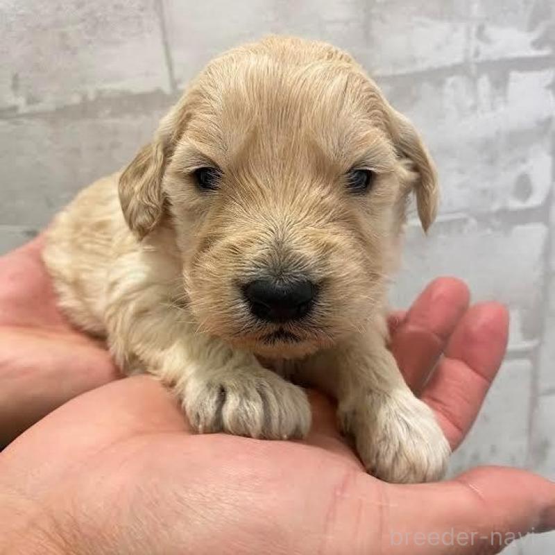 販売中の群馬県のゴールデンドゥードル:ゴールデンレトリーバー×プードル-440137の4枚目