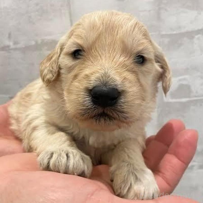 販売中の群馬県のゴールデンドゥードル:ゴールデンレトリーバー×プードル-440137の3枚目