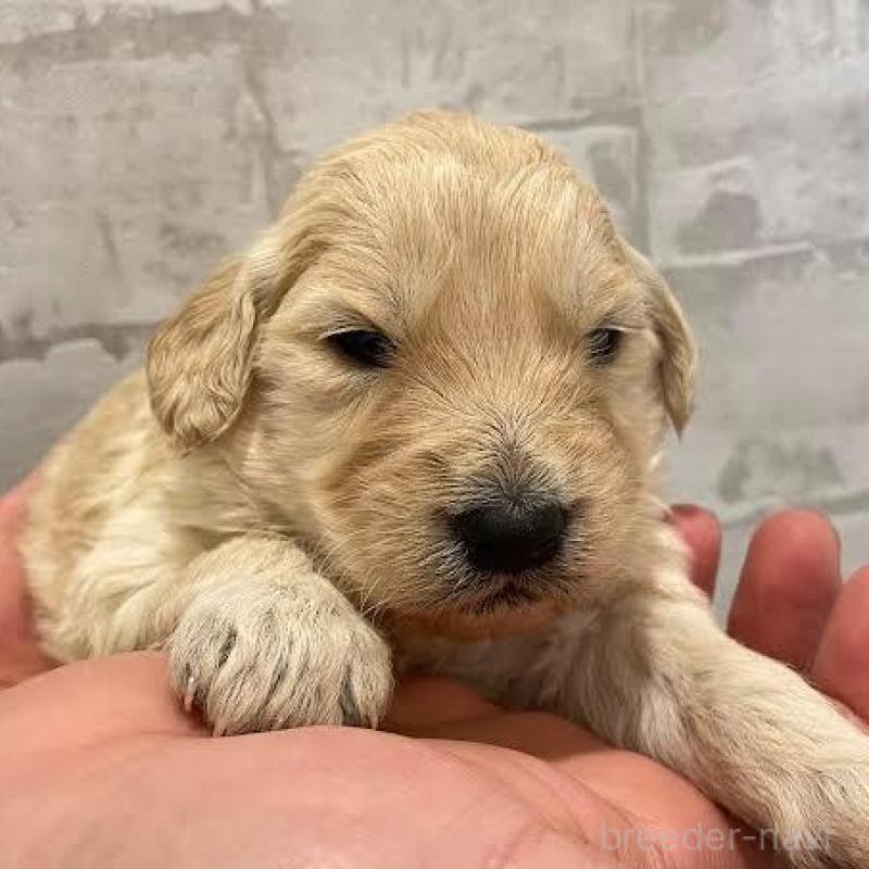 販売中の群馬県のゴールデンドゥードル:ゴールデンレトリーバー×プードル-440137の2枚目