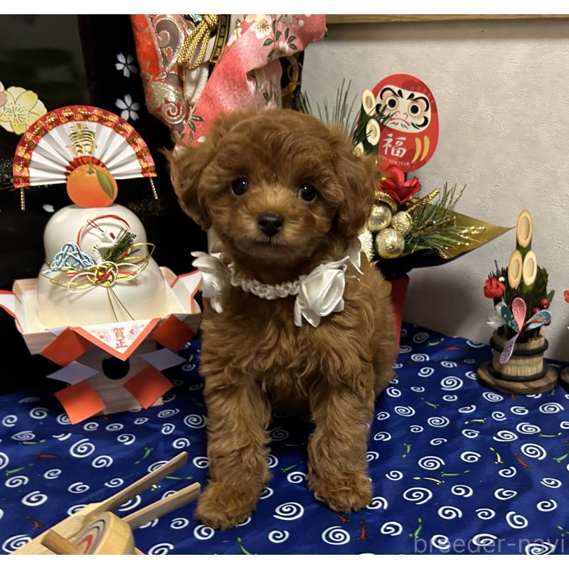 販売中の岡山県のタイニープードル-433107の10枚目