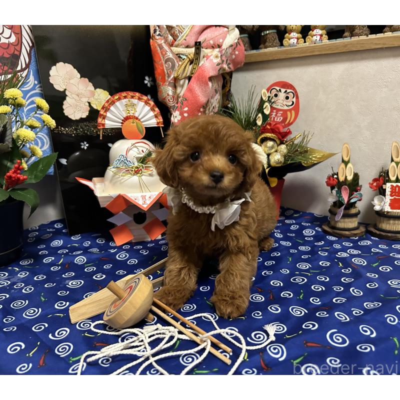 販売中の岡山県のタイニープードル-433107の9枚目