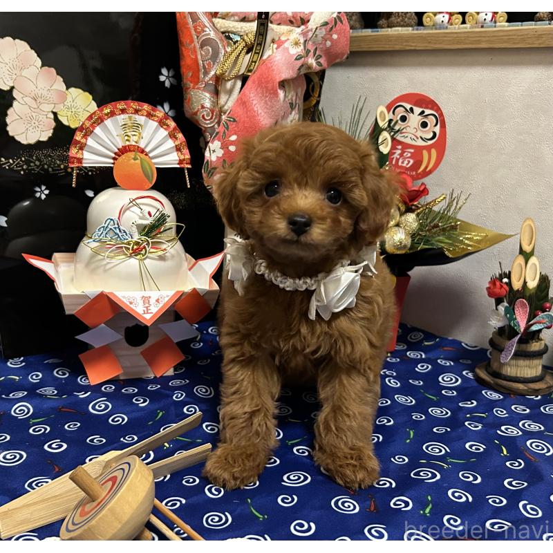 販売中の岡山県のタイニープードル-433107の8枚目