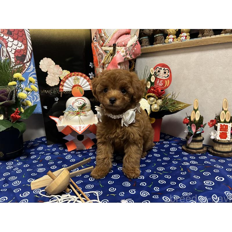 販売中の岡山県のタイニープードル-433107の7枚目