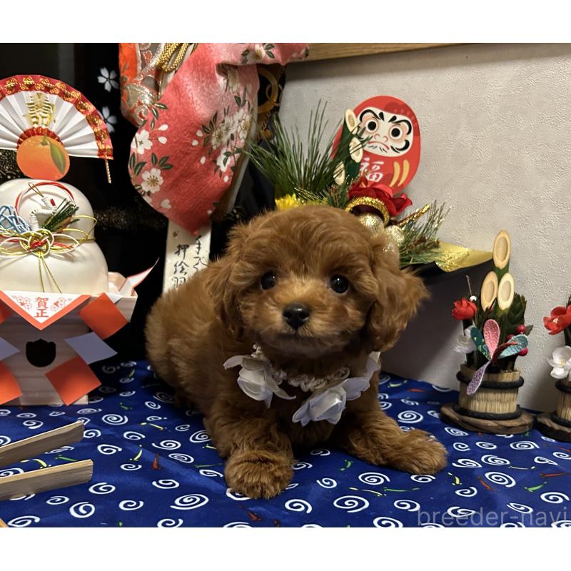 販売中の岡山県のタイニープードル-433107の6枚目