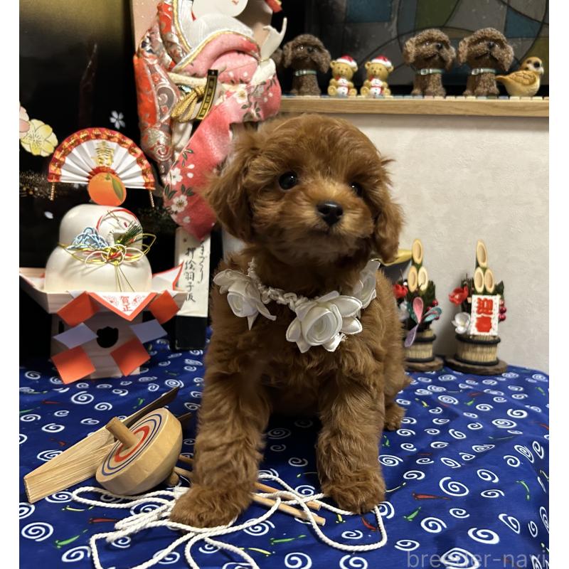 販売中の岡山県のタイニープードル-433107の5枚目