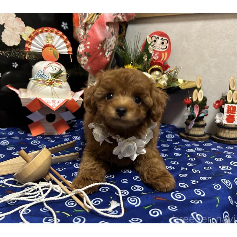 販売中の岡山県のタイニープードル-433107の4枚目