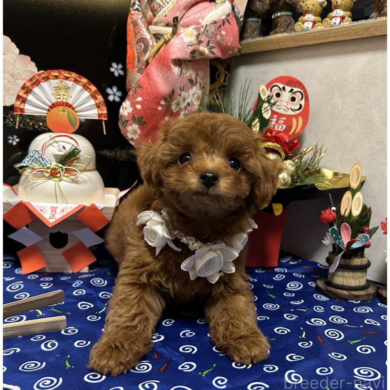 販売中の岡山県のタイニープードル-433107の3枚目